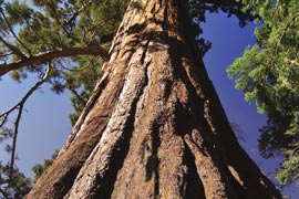 redwood tree